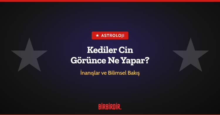 Kediler Cin Görünce Ne Yapar? Kediler Cin Görünce Ne Yapar?